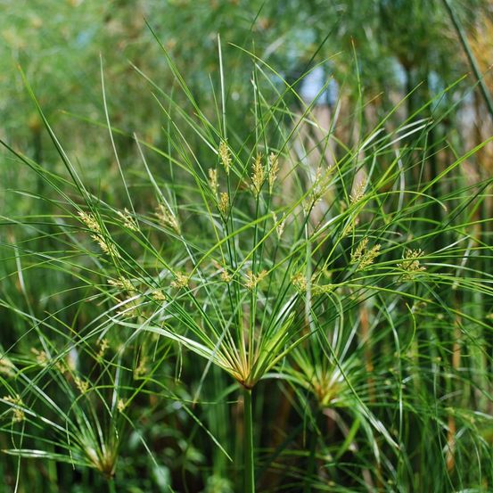 Souchet 'cleopatra ' pot de 3l/4l