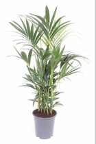 Plante d'intérieur - palmier kentia - h120cm, ø27cm - grande plante d'intérieur 120cm