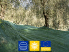 Filet de récolte vert pour arbres ou arbustes fruitiers, dont olives, noix,.. (6x100m)