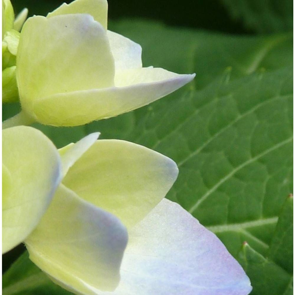 Hortensia renaissance®, hydrangea macrophylla pot de 1,5l - 20/40 cm