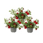 Cloches magiques - mini pétunia suspendu - calibrachoa - pot 12cm - set de 3 plantes - rouge