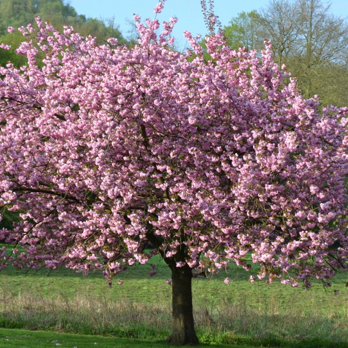 Magnolia de chine, magnolia de soulange soulangiana lennei/magnolia grandiflora lennei[-]godet - 5/20 cm