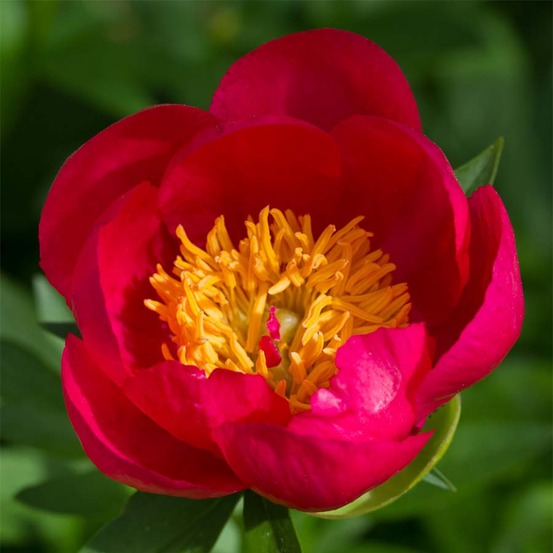Pivoine hybride 'flame' souche 3/5 yeux