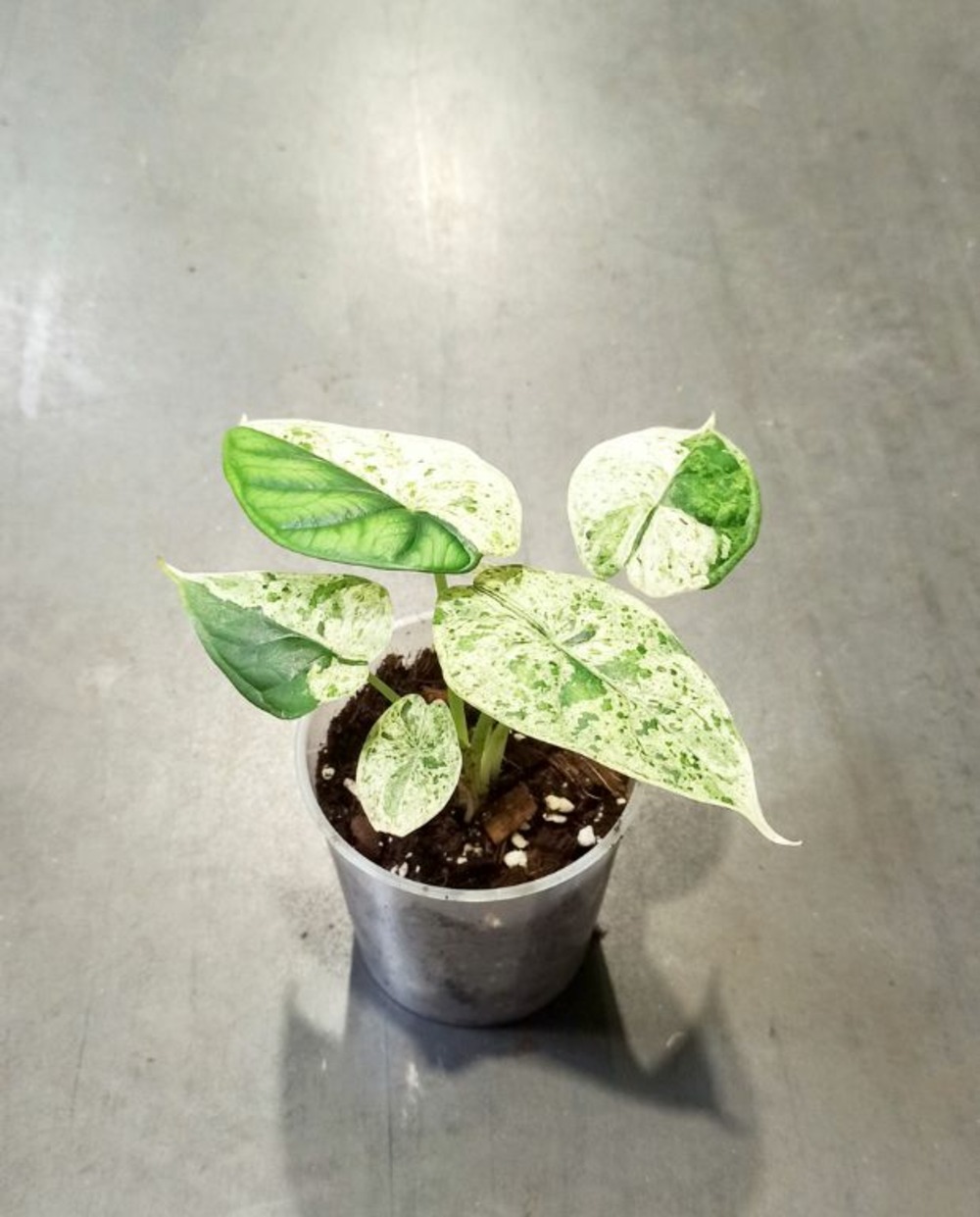 Alocasia baginda dragon scale mint d. 9cm h. 20cm - plante d'intérieur