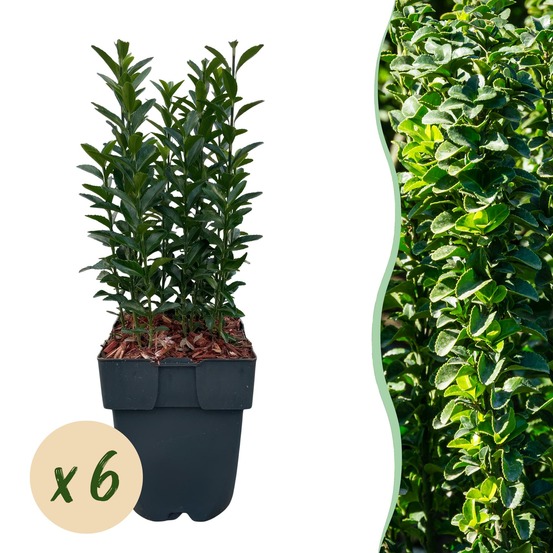 Euonymus japonica green spire – lot de 6 – hauteur 40 cm