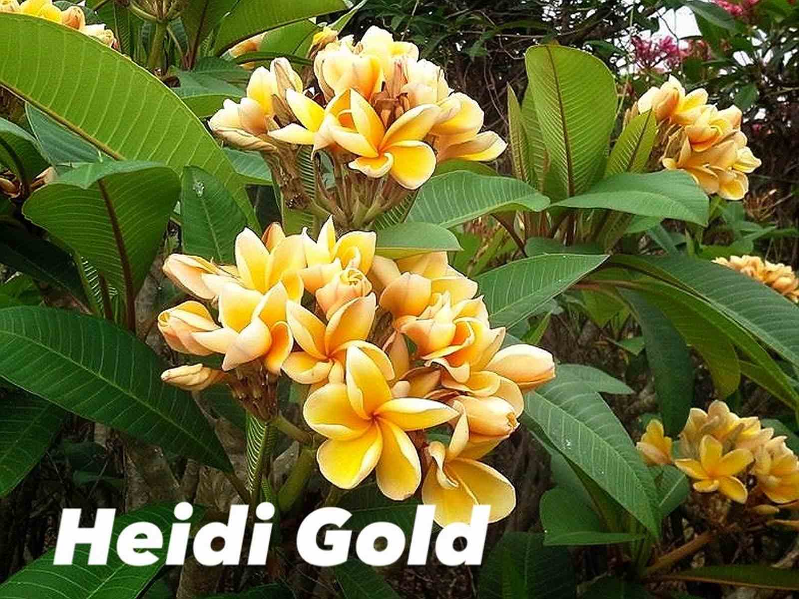 Plumeria rubra "heidi gold" (frangipanier)   jaune - taille pot de 2 litres ? 20/30 cm