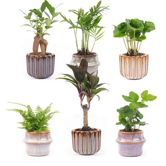 Mini planten set 6 - inclusief pot set barcelona - ø7 cm