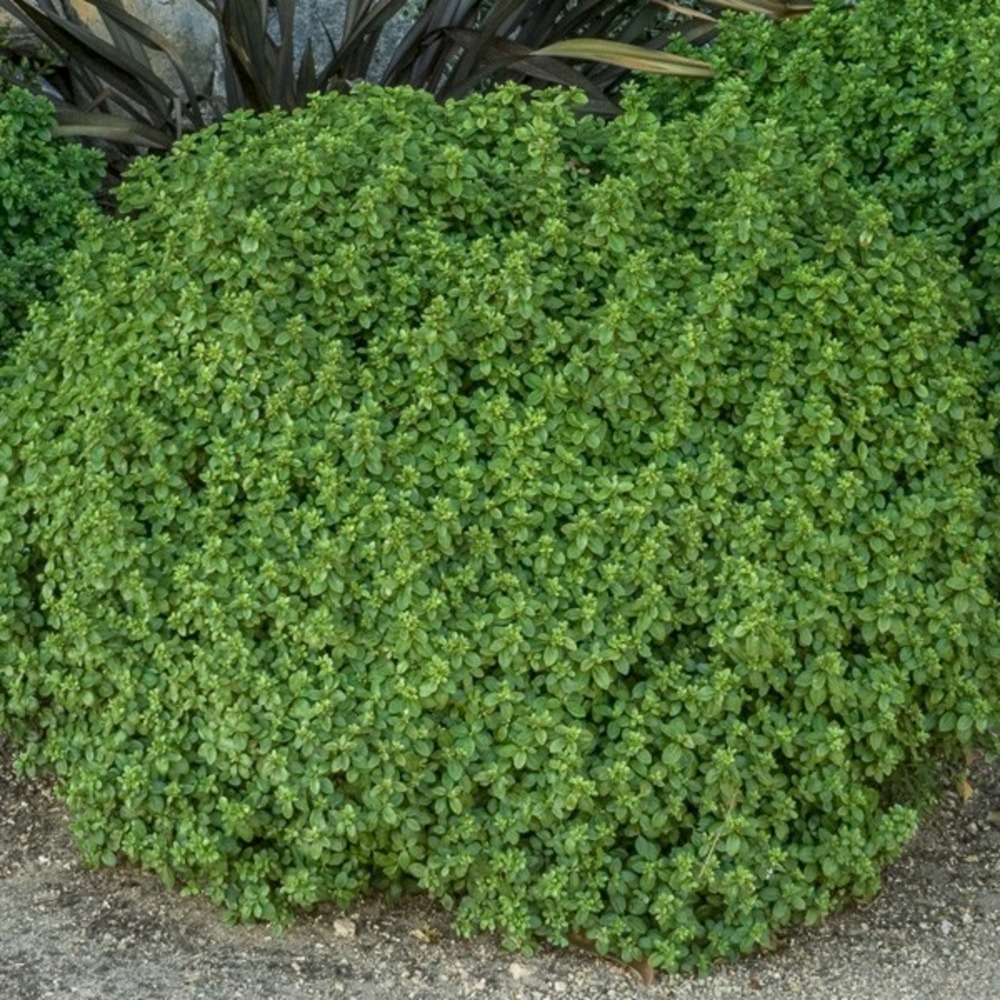 Pittosporum à petites feuilles 'emerald dome' pot de 2l/3l