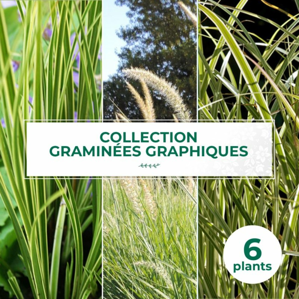 Collection de 6 graminées graphiques