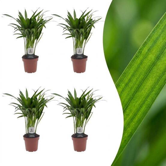 Areca lutescens - palmier areca - lot de 4 plantes - pot ø12 cm, h 45 cm