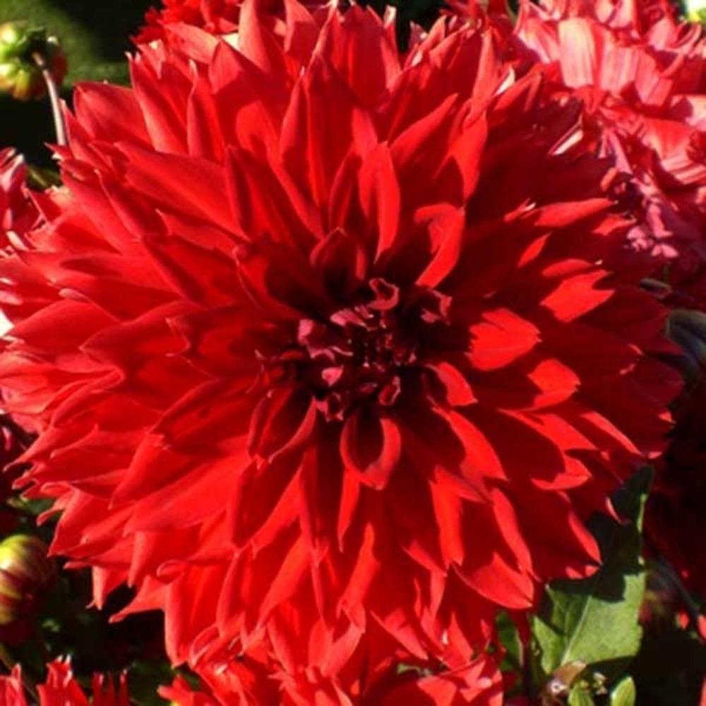 Dahlia décoratif 'red fubuki' bulbe calibre i