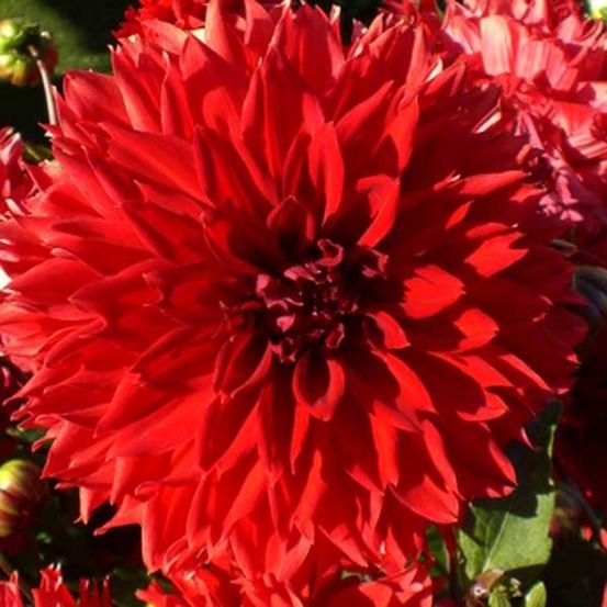 Dahlia décoratif 'red fubuki' bulbe calibre i