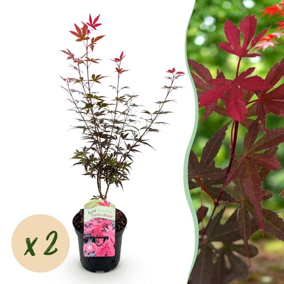 Érable du japon 'skeeter's broom' - lot de 2 - pot 19 cm - hauteur 70 cm - plante d'extérieur