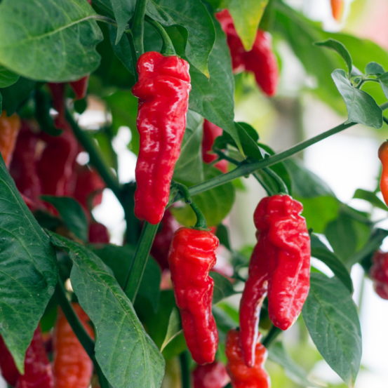 3 plants piment de cayenne motte 7cm