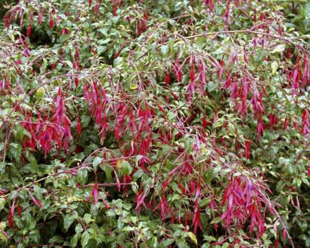 Fuchsia de magellan 'gracilis' godet de 8/9 cm