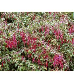 Fuchsia de magellan 'gracilis' godet de 8/9 cm