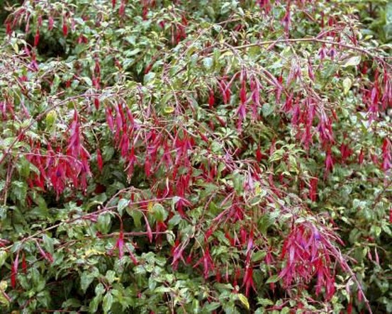 Fuchsia de magellan 'gracilis' godet de 8/9 cm