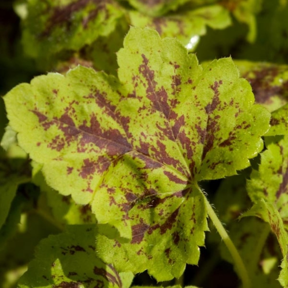 Heucherella 'solar power'® godet de 8/9 cm