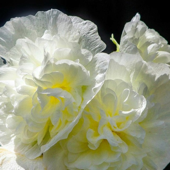 3 roses trémière 'double blanc' (alcea rosea chater's)
