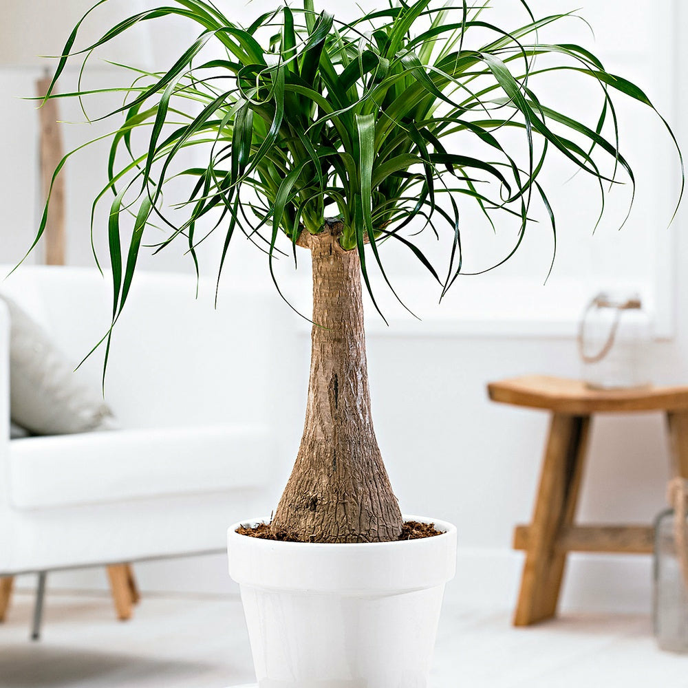 Pied d'éléphant - le pot / ø 21cm