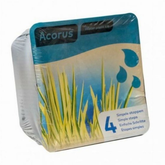 Kit de 2 plantes aquatiques - bassin et fontaine - butomus