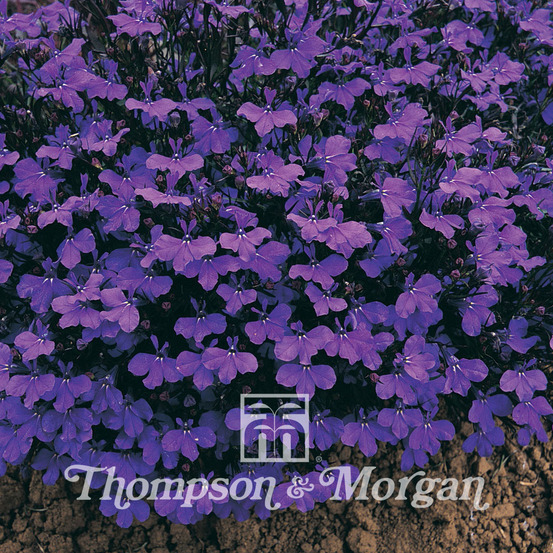 Lobélie 'crystal palace' le sachet de 10200 graines environ (0,4g)