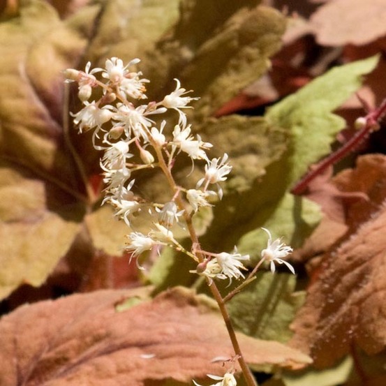 Heucherella 'sweet tea'® godet de 8/9 cm