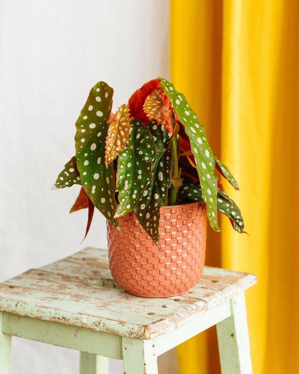 Begonia maculata 20cm - plante d'intérieur