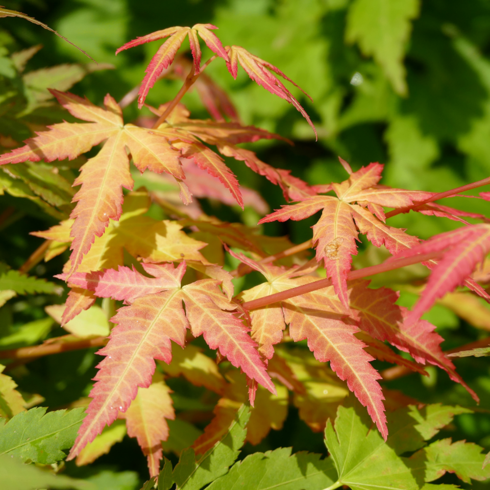 Érable du japon little princess - acer palmatum little princess 40cm