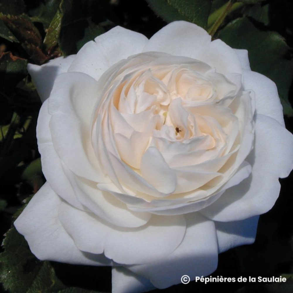 Rosier 'boule de neige' ®