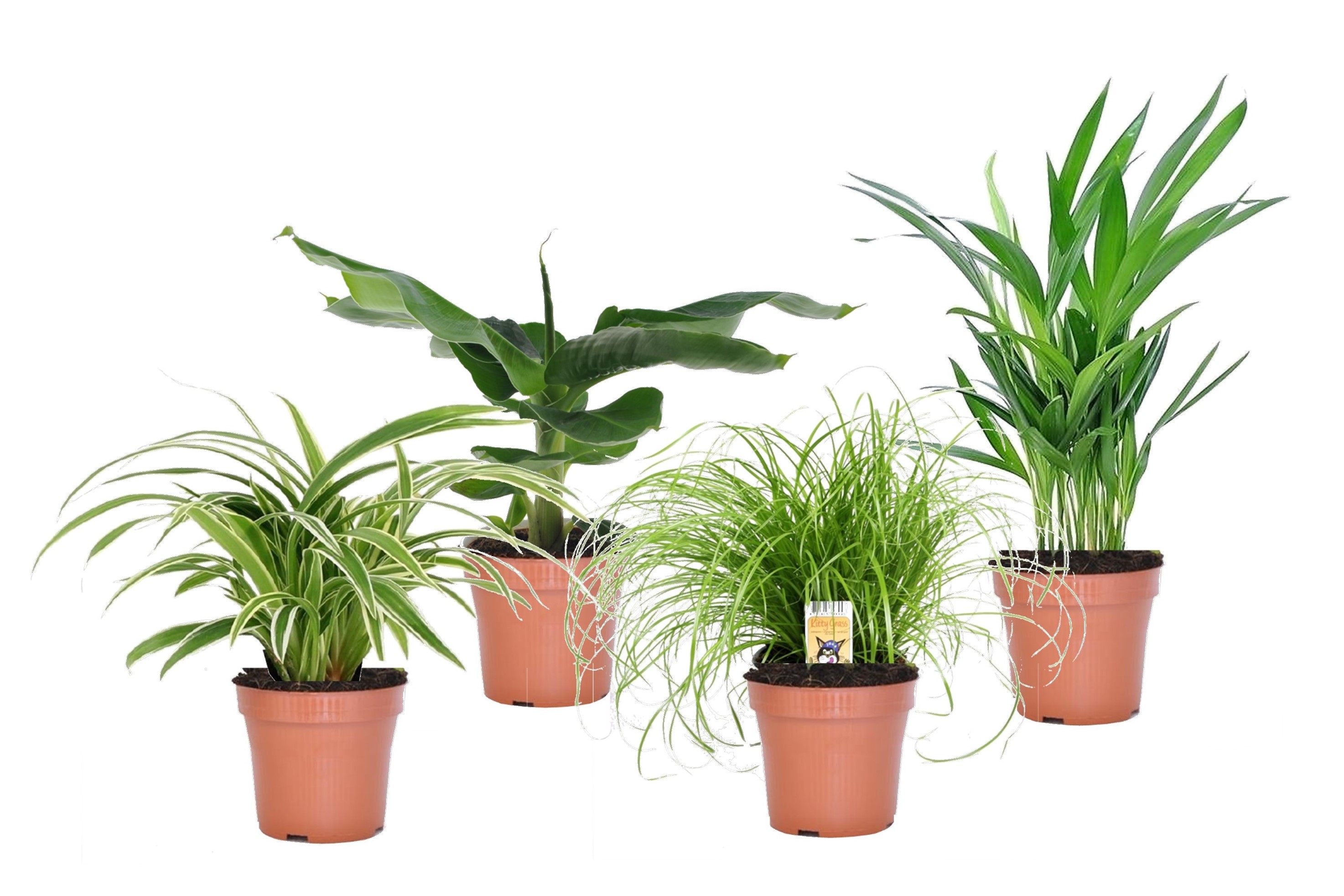 Mélange de 4 plantes d'intérieur amies des animaux - purifiant l'air - pot 12cm - hauteur 20-40cm - vert