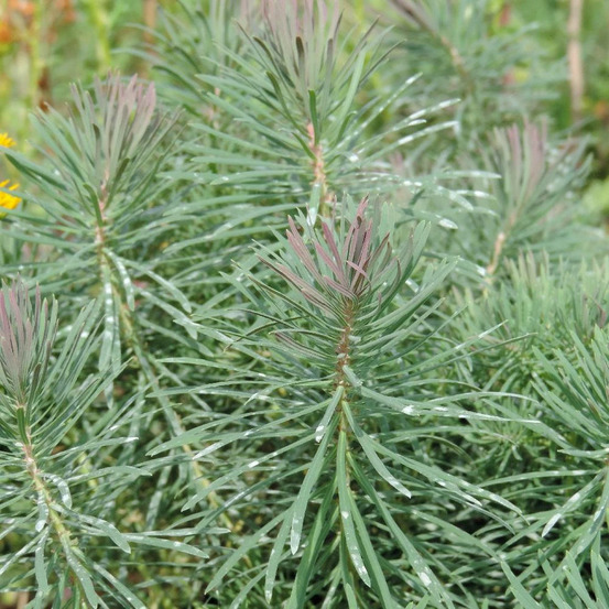 Euphorbe faux cyprès fens ruby lot de 3 godets