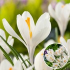 Crocus white - bulbes de fleurs x30 - crocus des pays-bas- blanc - floraison précoce