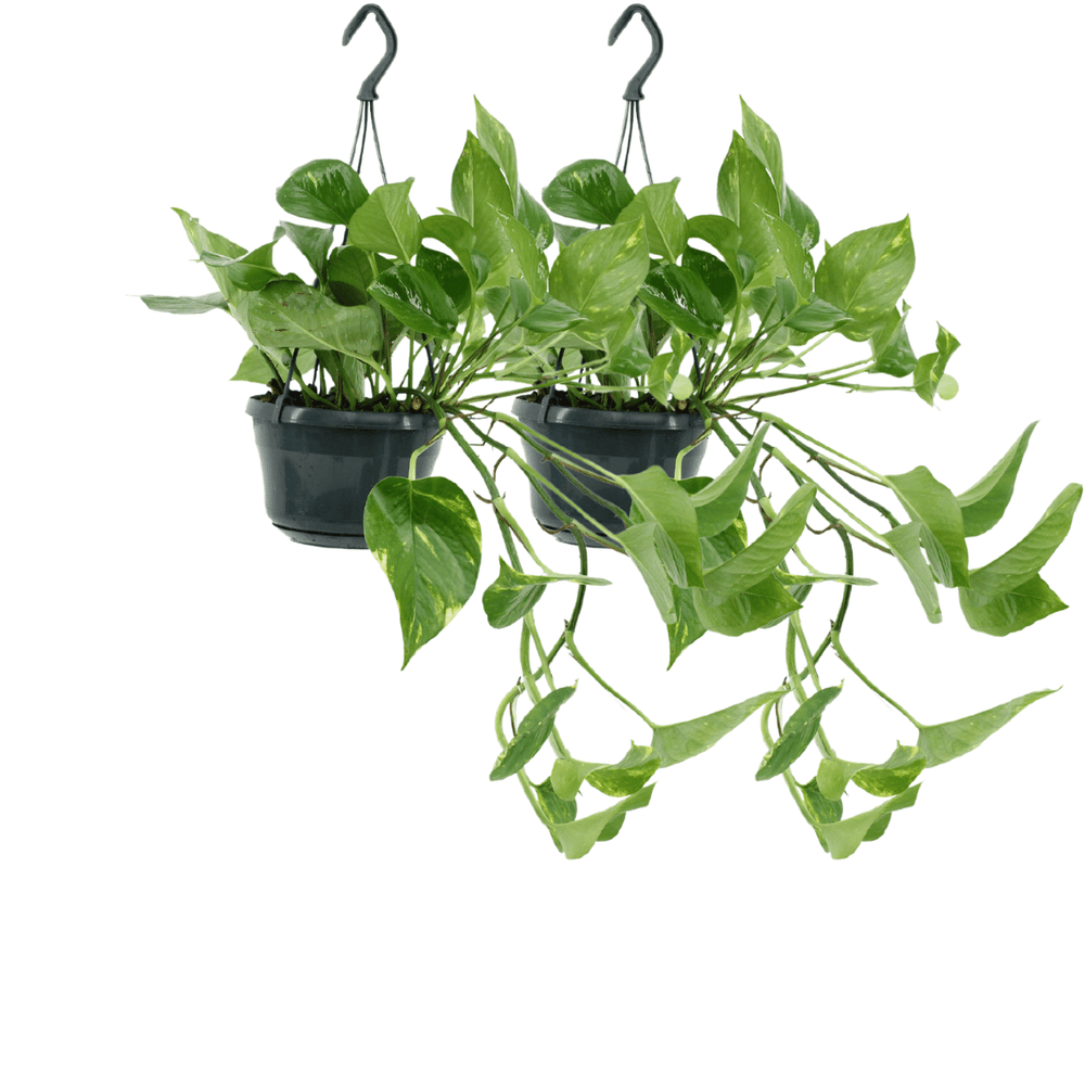 Lot de 2 scindapsus dorés - pot de 15cm - hauteur 25cm - lot de 2 - plantes d'intérieur