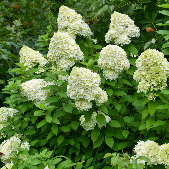 Hortensia paniculé limelight® - le pot / ø 8cm, vendu par lot de 4