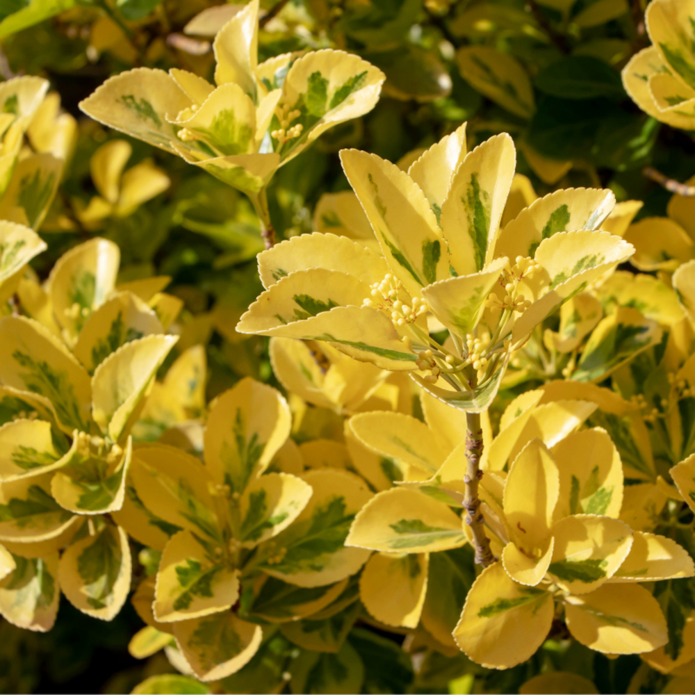 Fusain jap goldmine - euonymus jap goldmine pot 23cm