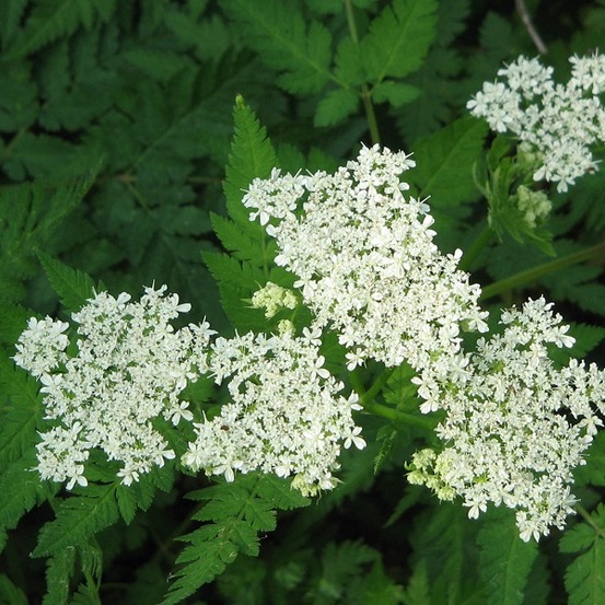 6 x cerfeuil musqué - myrrhis odorata - godet 9cm x 9cm