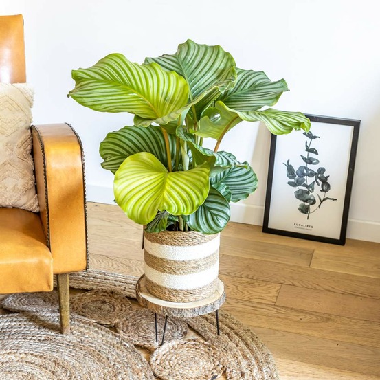 Calathéa orbifolia d19 h75cm avec cache-pot