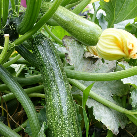 3 plants courgette astia f1 en pot