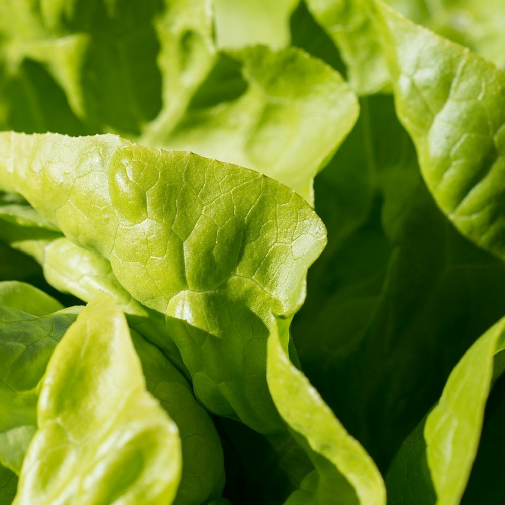 Graines de laitue pommée - prix malin sachet
