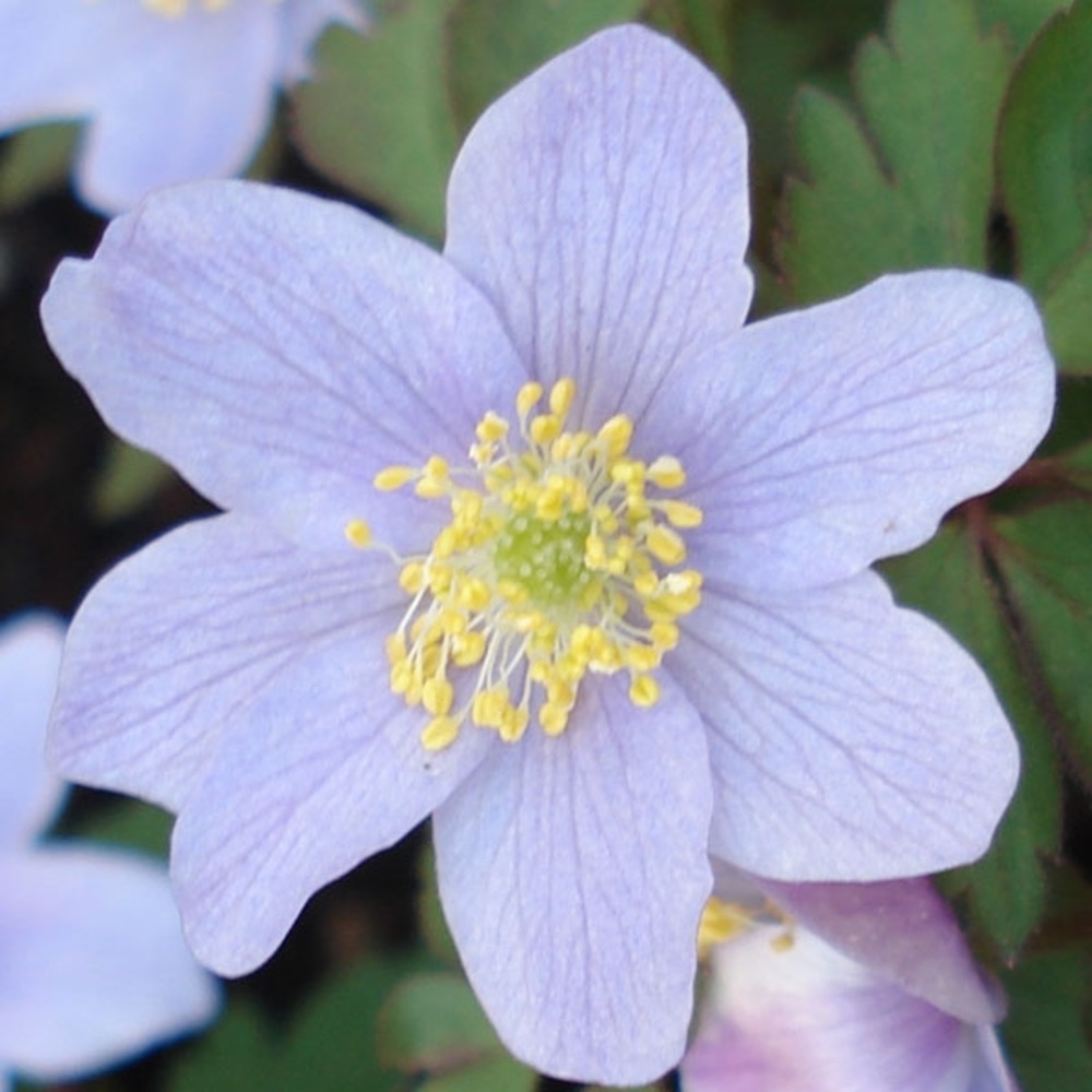 Anémone des bois, anémone sylvie 'robinsoniana' godet de 8/9 cm calibre i