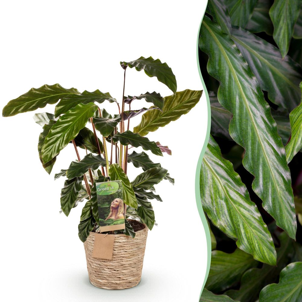 Calathea rufibarba - pot de 17cm - hauteur 55-60cm - plantes d'intérieur