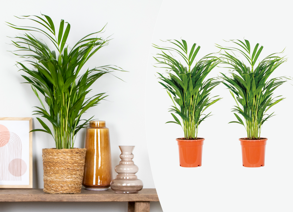 Lot de 2 - dypsis lutescens - palmier areca - plante d’intérieur - hauteur 60-70 cm - pot 17 cm