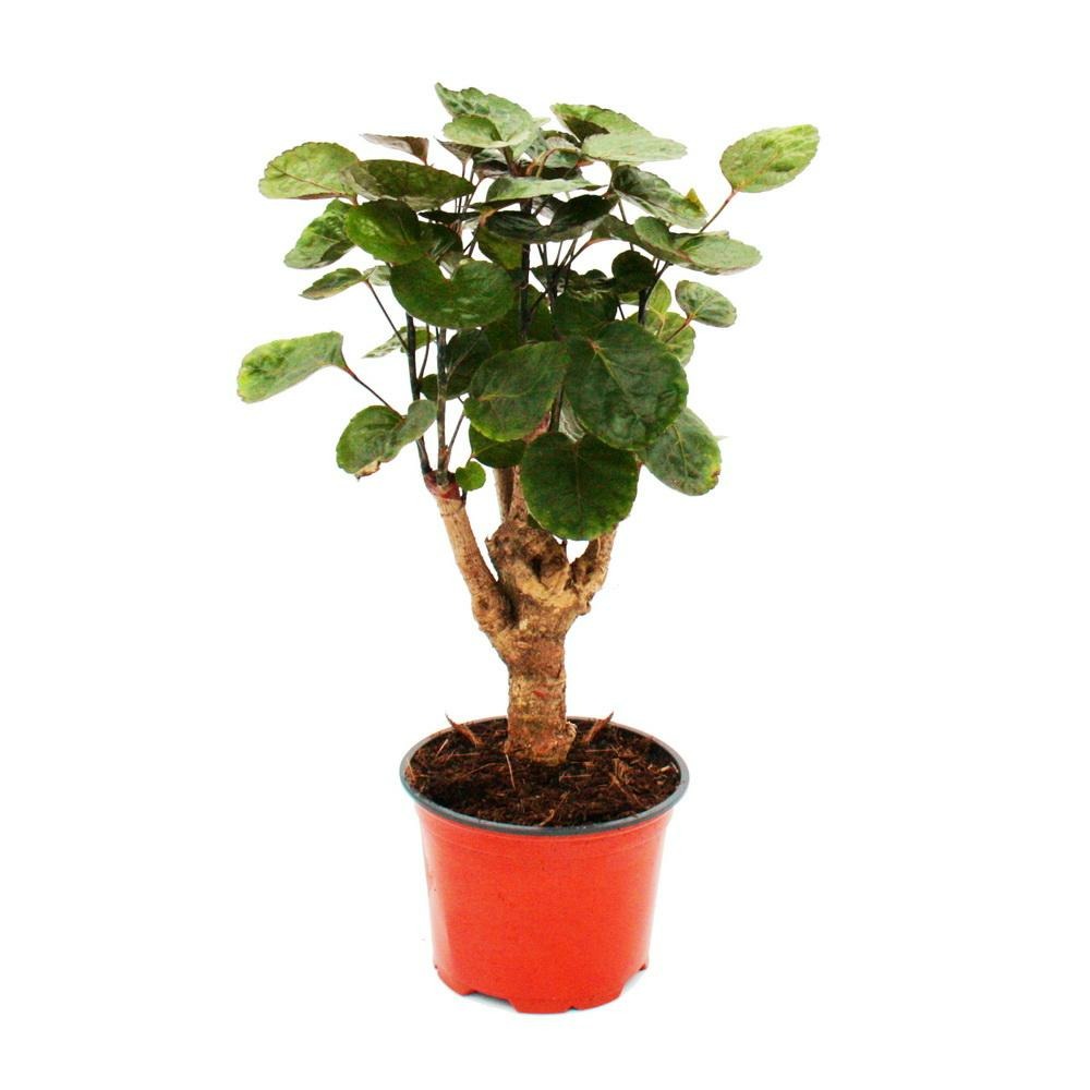 Aralia pennée brillante - polyscias scutellaria fabian - plante d'intérieur facile d'entretien - pot 12cm