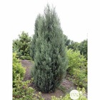 Juniperus scopulorum 'blue arrow':pot 4l