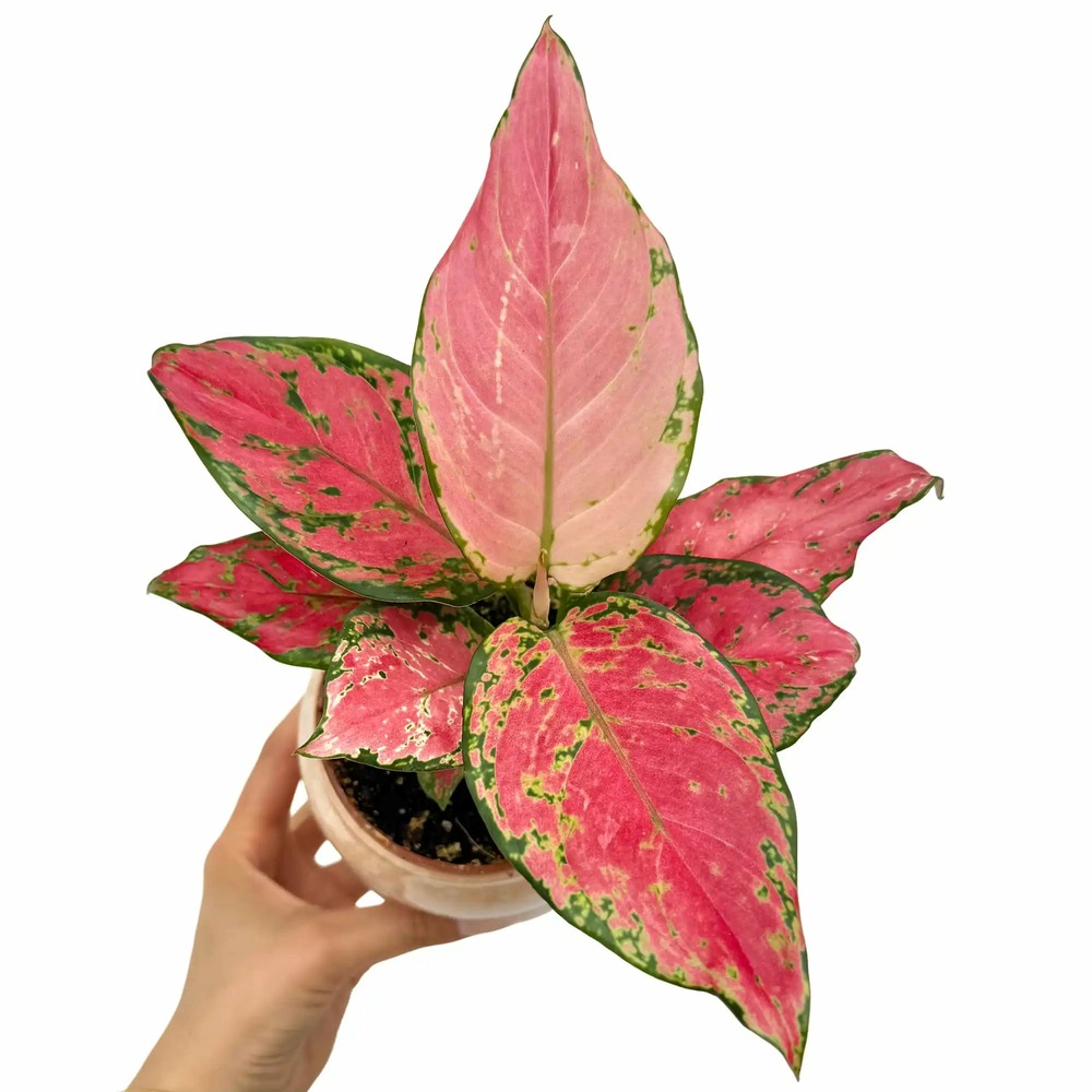 Aglaonema pink star - pot de 9cm