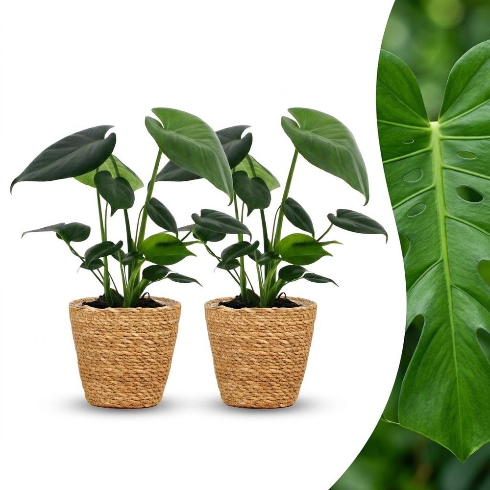 Monstera deliciosa - pot de 12cm - plantes d'intérieur