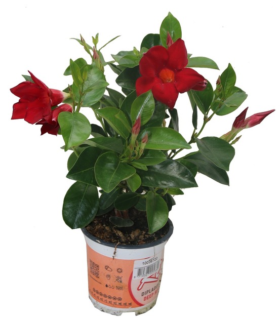 Dipladénia rio rouge pot 10.5cm