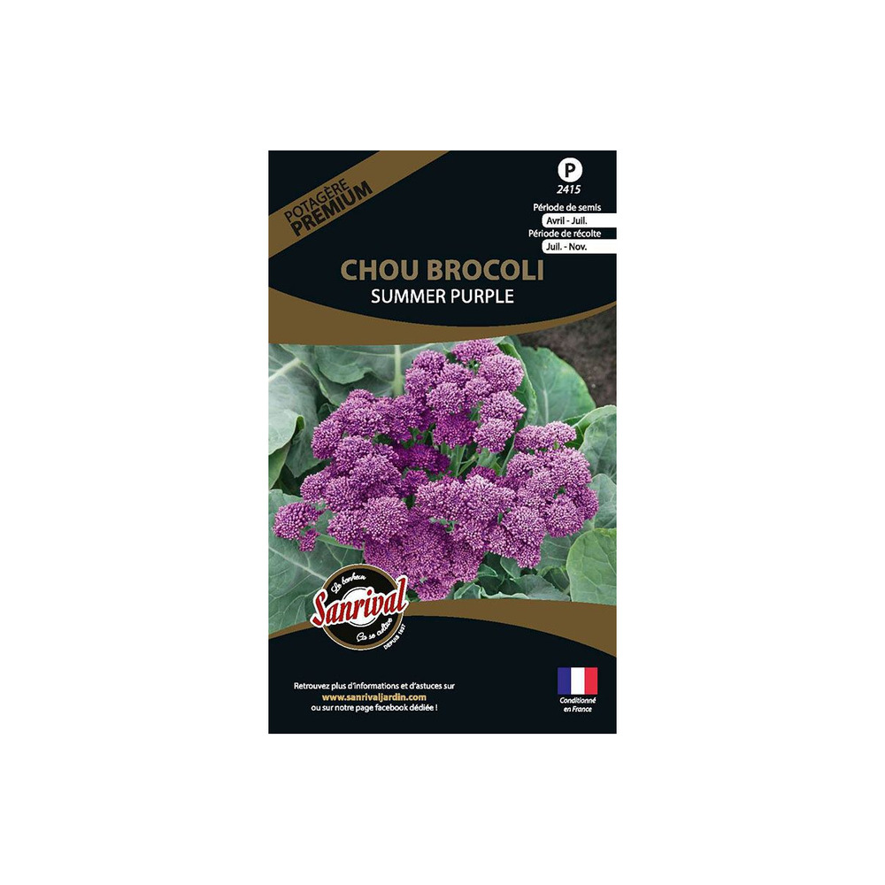 Graines potagères premium chou brocolis summer purple