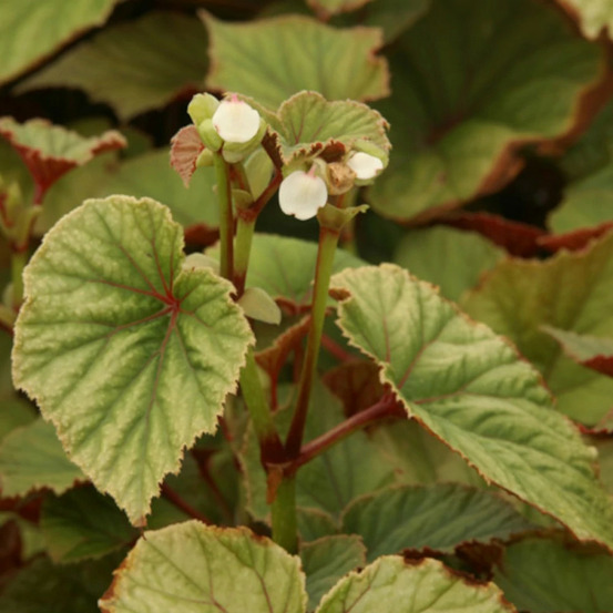 Bégonia vivace blanc lot de 5 godets